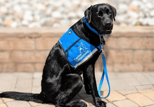 Black dog sitting on a paved walkway, wearing a bright blue harness and leash, with a blue “Canine Companions” vest, set against a stone-wall