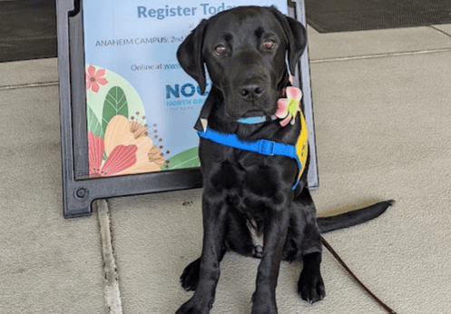 A black dog wearing a blue harness sits on a concrete sidewalk, looking at the camera.