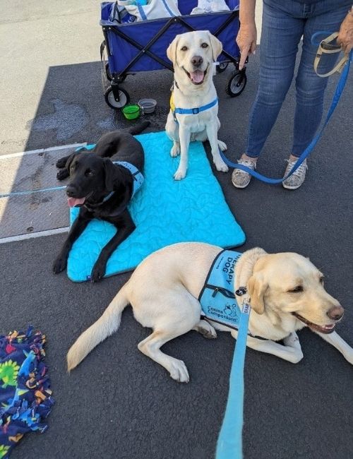 a photo of three labrador retrievers, two are golden/blonde and on dog is black.