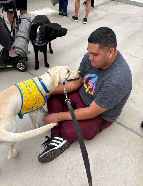 A golden Labrador retriever in training to be a service dog approaches a student sitting on the floor.