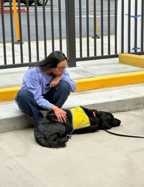 A person wearing a light blue shirt pets a black service dog wearing a yellow harness near a metal gate.