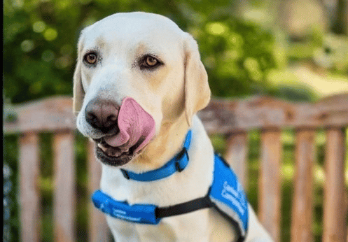 A golden labrador retriever sitting on outdoor wooden bench with a blue collar, tongue slightly out, facing the camera.