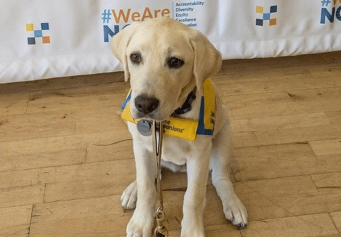 A golden Labrador retriever puppy sits on a wooden floor, wearing a blue-and-yellow harness.