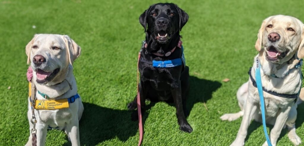 Three leashed dogs sitting on green grass, smiling at the camera.