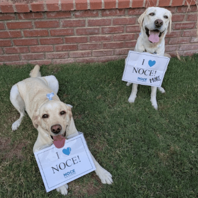 Two dogs lying on green grass in front of a brick wall, each holding a sign that reads “I love NOCE!” with a small heart icon on the front sign.