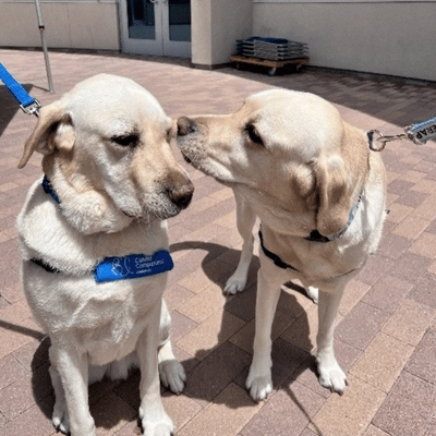 Two golden labrador retriever dogs wearing blue harnesses stand on a paved patio, facing each other in bright daylight, one with its head lowered as if sniffing.